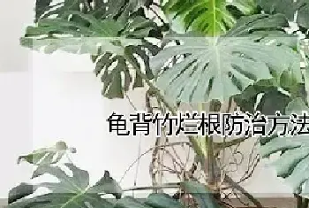 龟背竹烂根防治方法和注意事项