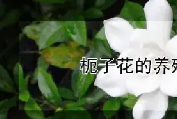 枙子花的养殖方法