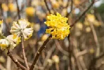 瑞香花的花语