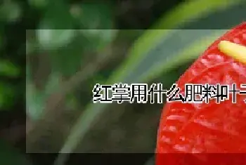 红掌用什么肥料叶子又大又厚