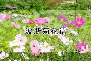 波斯菊花语