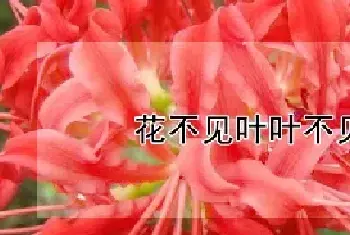 花不见叶叶不见花的花