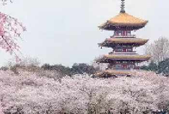 樱花的花语和寓意 樱花的花语和寓意有哪些