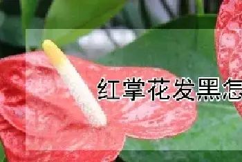 红掌花发黑怎么回事