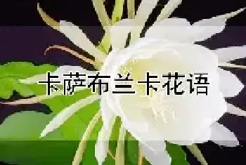 卡萨布兰卡花语