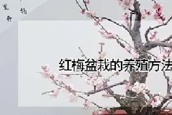 红梅盆栽的养殖方法和注意事项