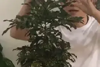 盆景养护管理 | 植物黄金万两怎么养