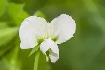 香豌豆花的花语 香豌豆花的花语是什么