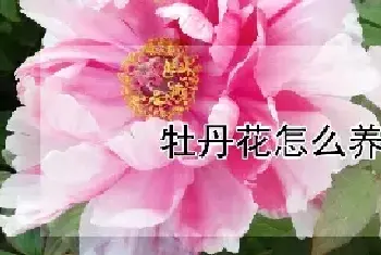 牡丹花怎么养殖方法