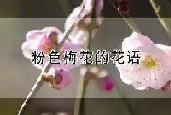 粉色梅花的花语