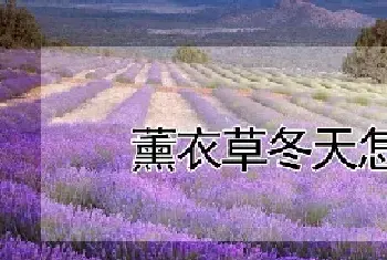 薰衣草冬天怎么管理