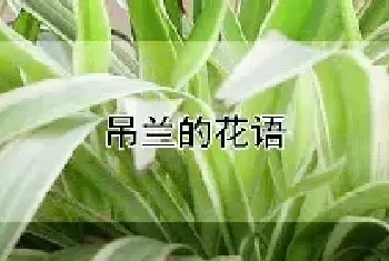 吊兰的花语