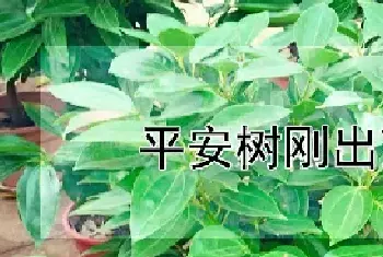 平安树刚出芽就黑