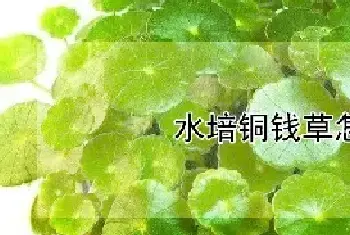 水培铜钱草怎么养