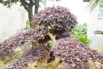 红花檵木的资料及花语