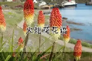 火炬花花语