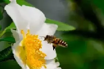 蔷薇花语及蔷薇的传说介绍有哪些？