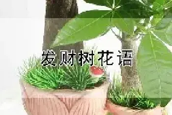 发财树花语