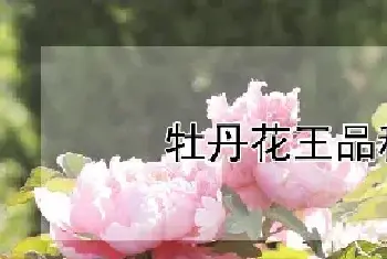 牡丹花王品种介绍