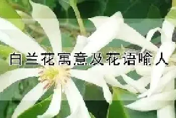 白兰花寓意及花语喻人