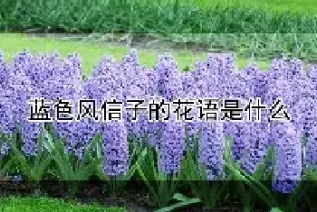 蓝色风信子的花语是什么