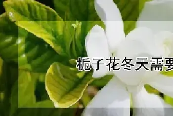 栀子花冬天需要修剪吗