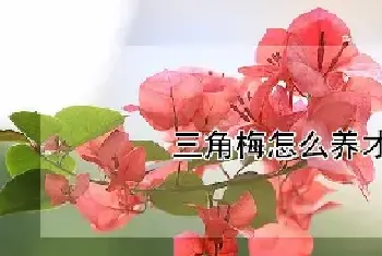 三角梅怎么养才开花好