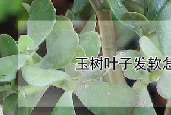 玉树叶子发软怎么处理