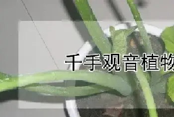 千手观音植物有毒吗