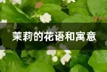 茉莉的花语和寓意