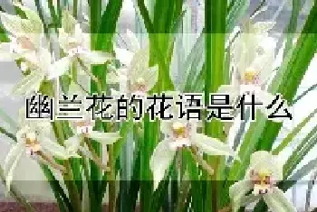 幽兰花的花语是什么