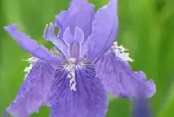 鸢尾花的花语，鸢尾花的功效与作用