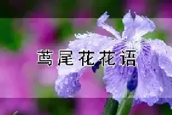 茑尾花花语