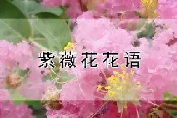 紫薇花花语