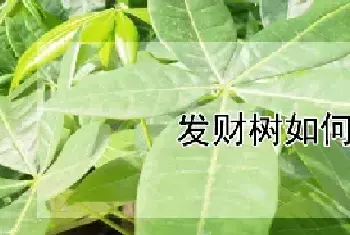 发财树如何剪枝