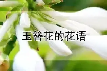 玉簪花的花语