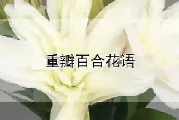 重瓣百合花语