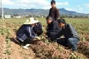 冬季种植蚕豆促增收