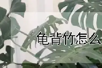 龟背竹怎么长得高