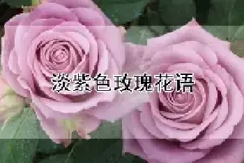 淡紫色玫瑰花语