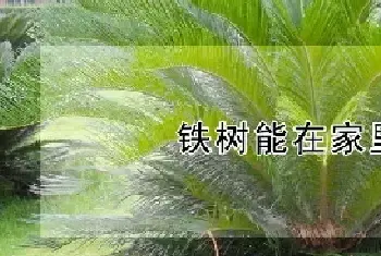 铁树能在家里养吗