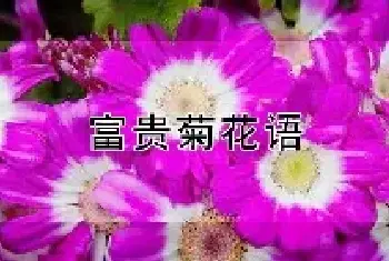 富贵菊花语